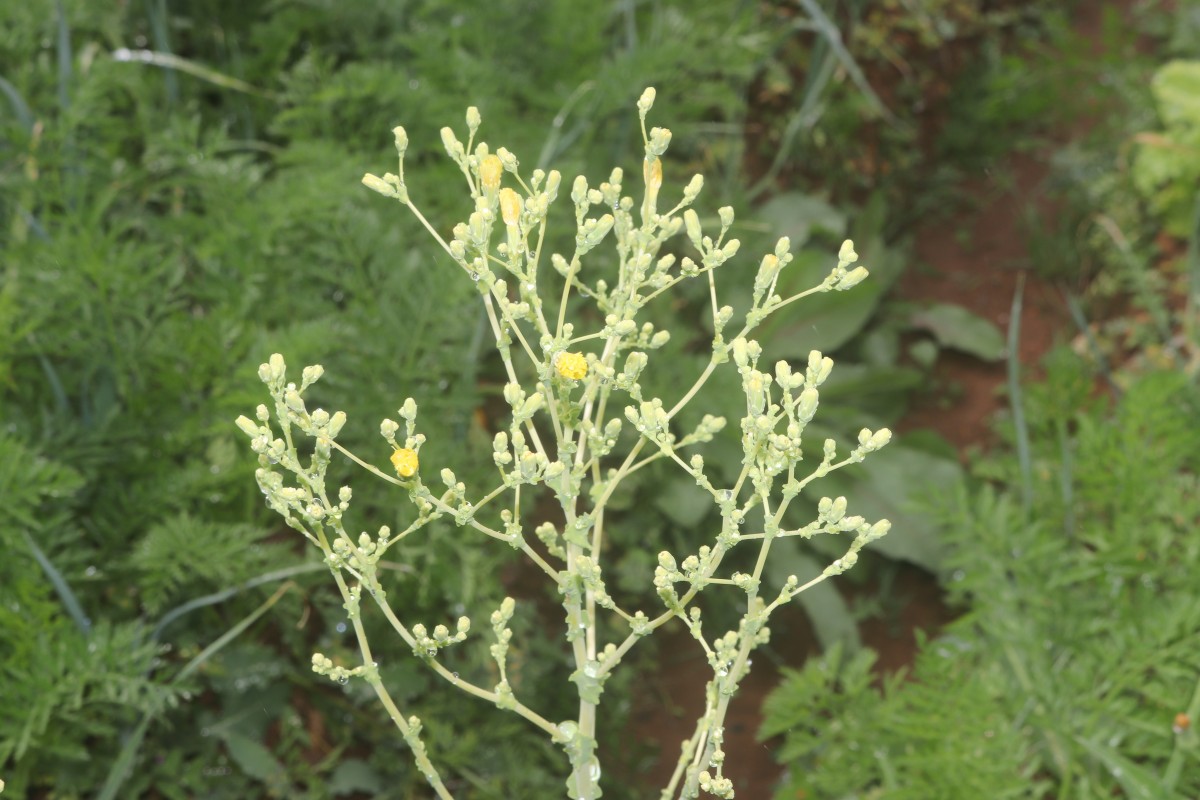 Lactuca sativa L.